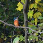 Eisvogel (Hans "Guck in die Luft")