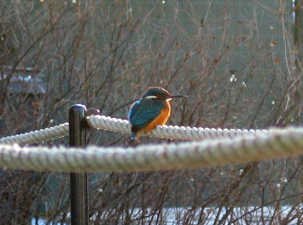 Eisvogel, hat bedauerlicherweise den Winter nicht überlebt!