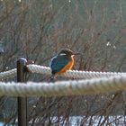 Eisvogel, hat bedauerlicherweise den Winter nicht überlebt!