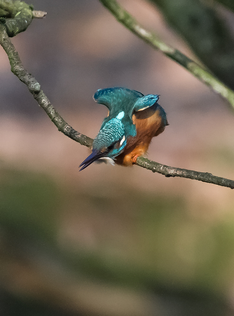 Eisvogel hat einen Fisch entdeckt