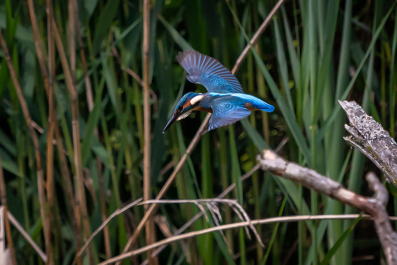 Eisvogel hat etwas Erspäht