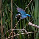 Eisvogel hat etwas Erspäht