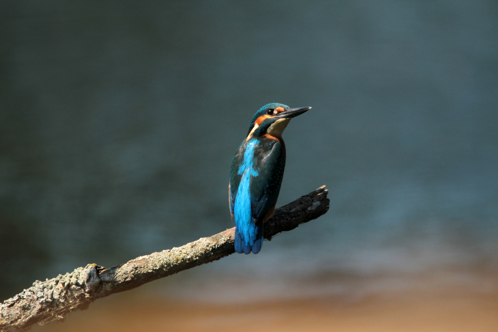 Eisvogel hat mich gesehen......