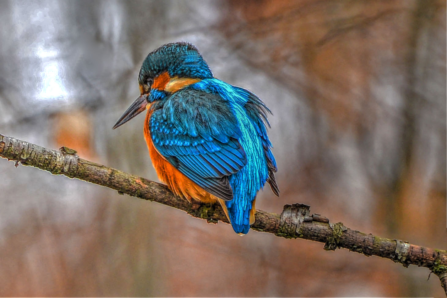 Eisvogel HDR