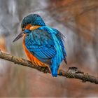 Eisvogel HDR