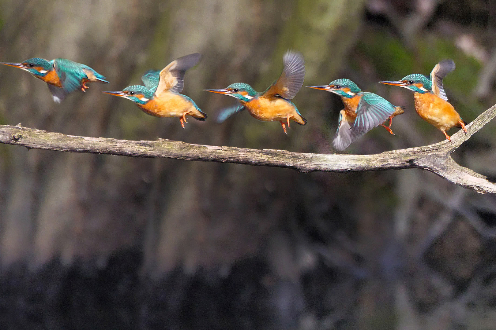 Eisvogel hebt ab