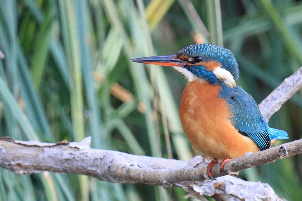 Eisvogel Herbst 2021