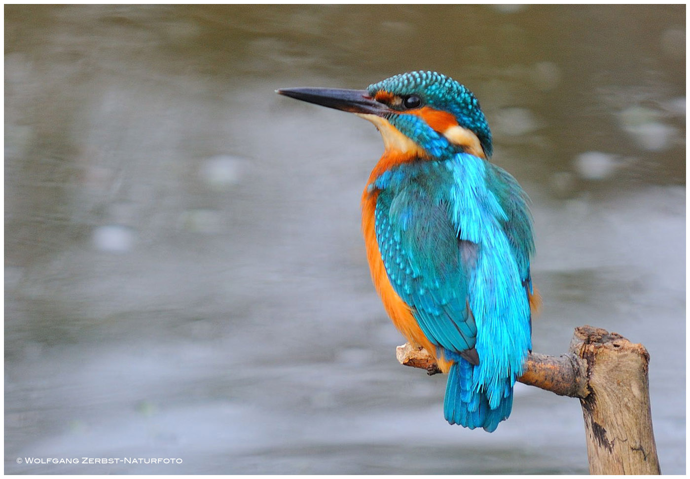 --- Eisvogel-Herr --- ( Alcedo atthis )