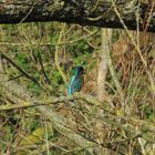 Eisvogel Hüttener Berge