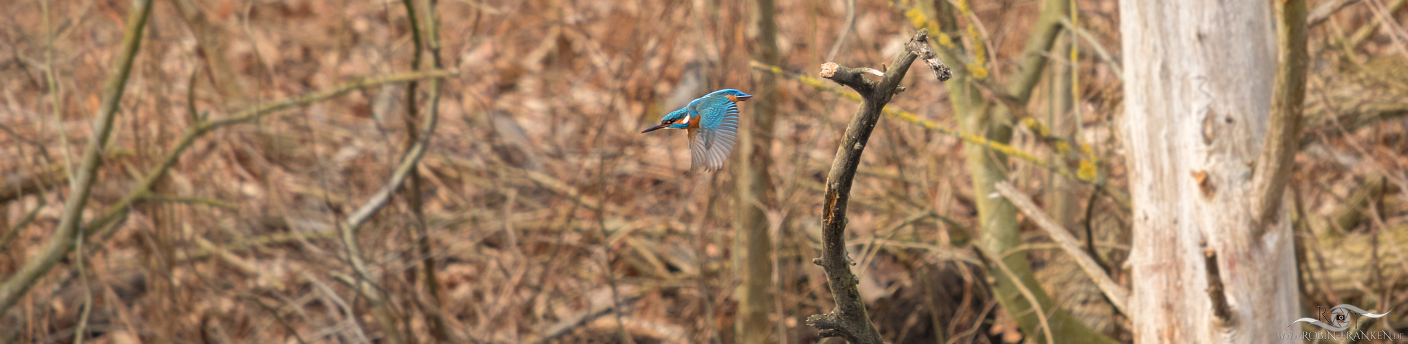 Eisvogel I