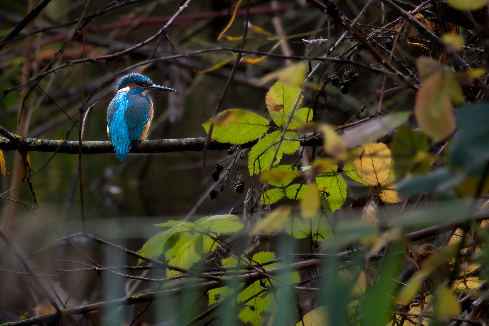 Eisvogel II