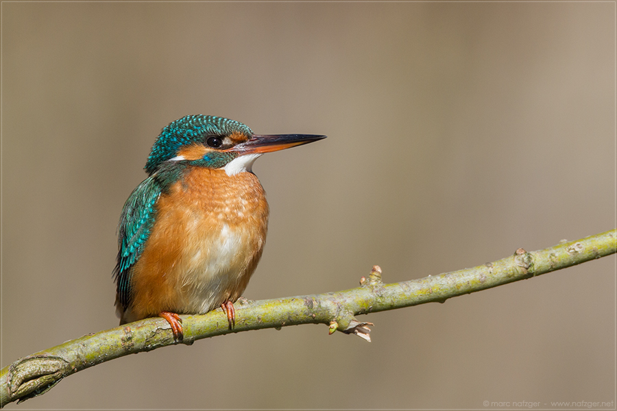 Eisvogel II