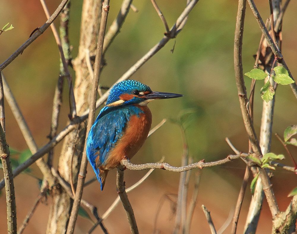 Eisvogel II...