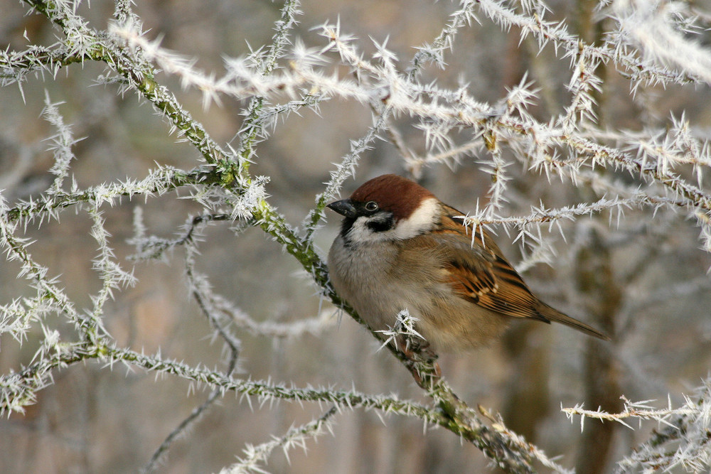 "Eisvogel II"