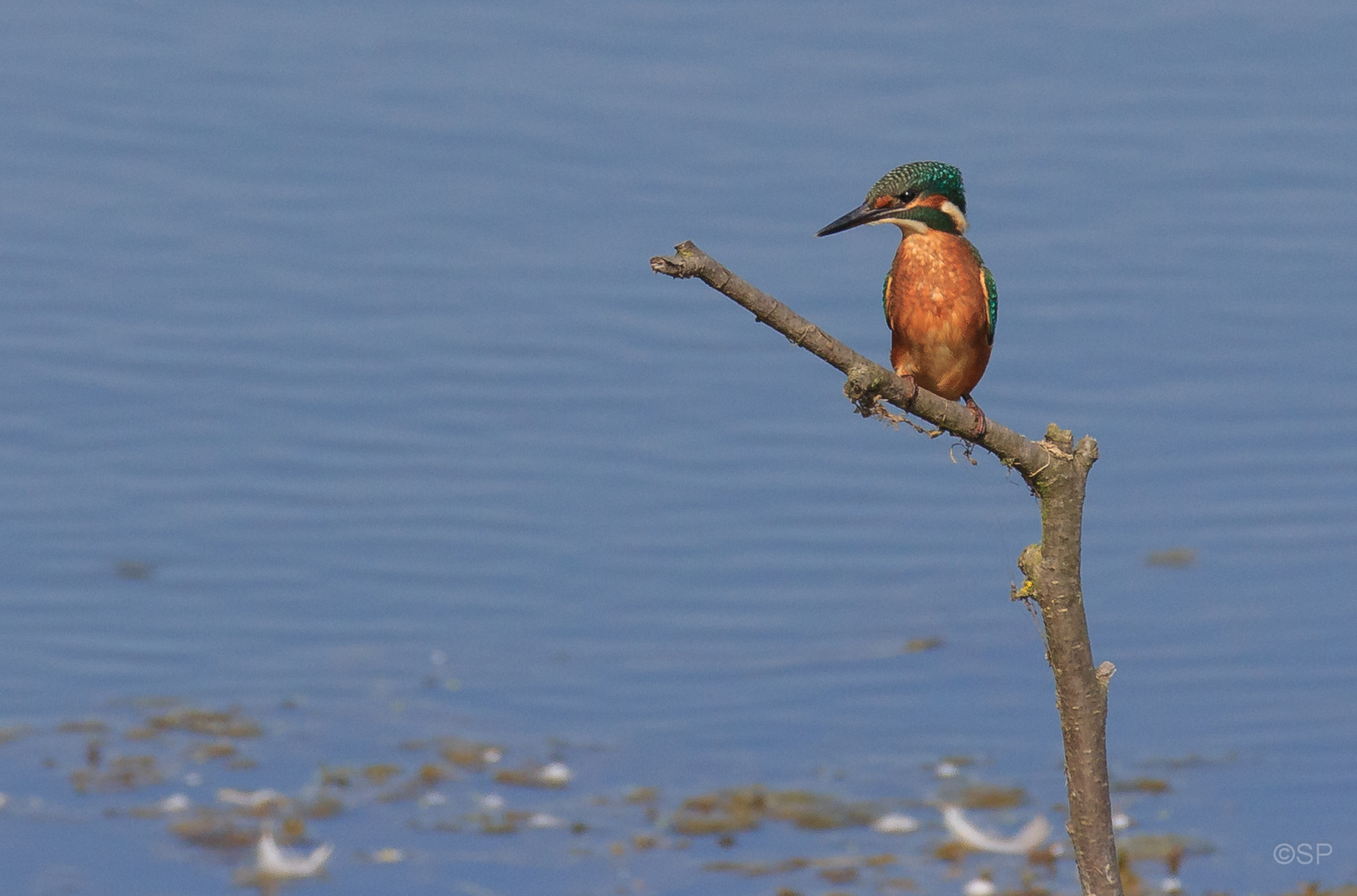 Eisvogel II (Alcedo atthis)