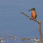 Eisvogel II (Alcedo atthis)