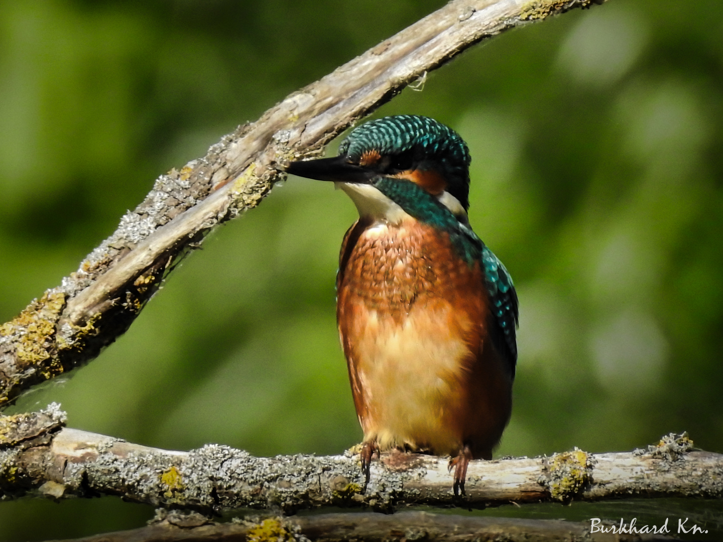 Eisvogel  II