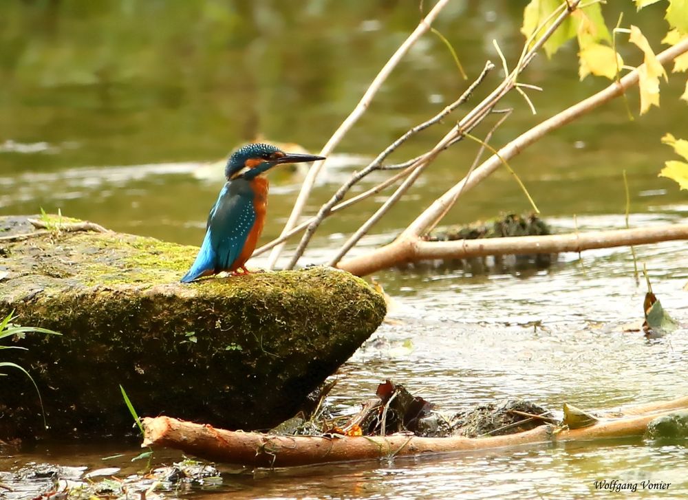 Eisvogel III