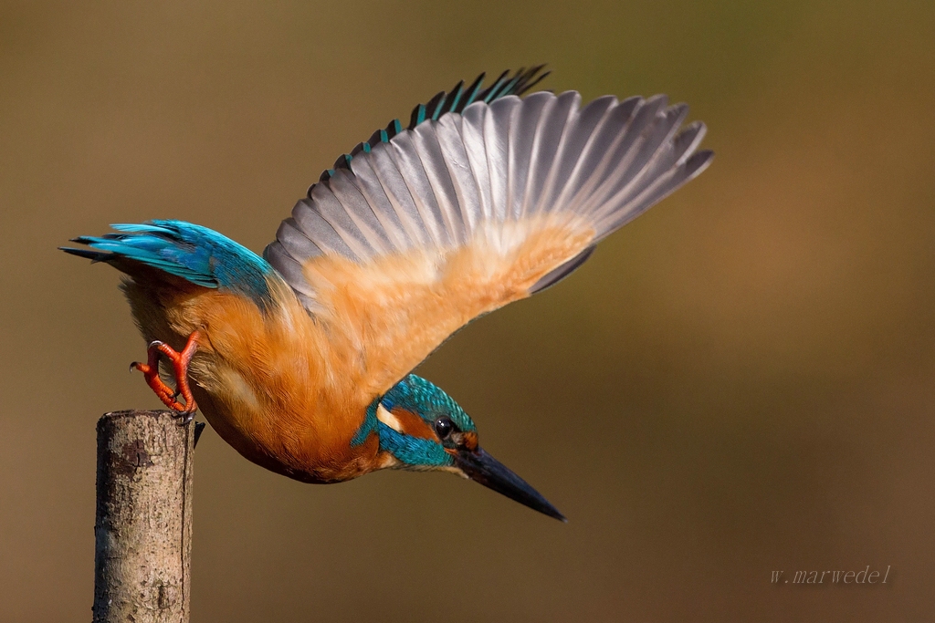 Eisvogel im