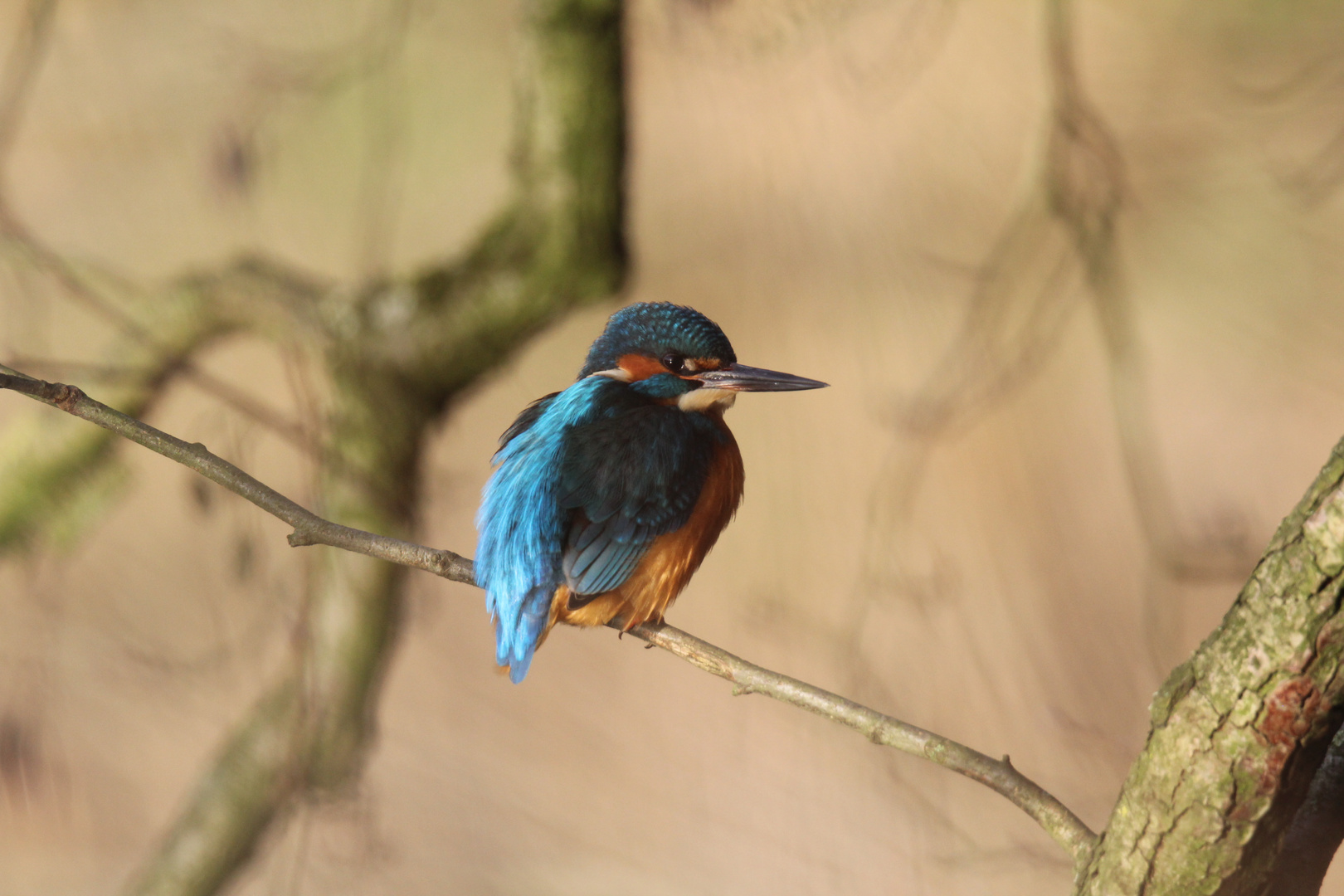 Eisvogel im Abendlicht