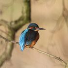 Eisvogel im Abendlicht