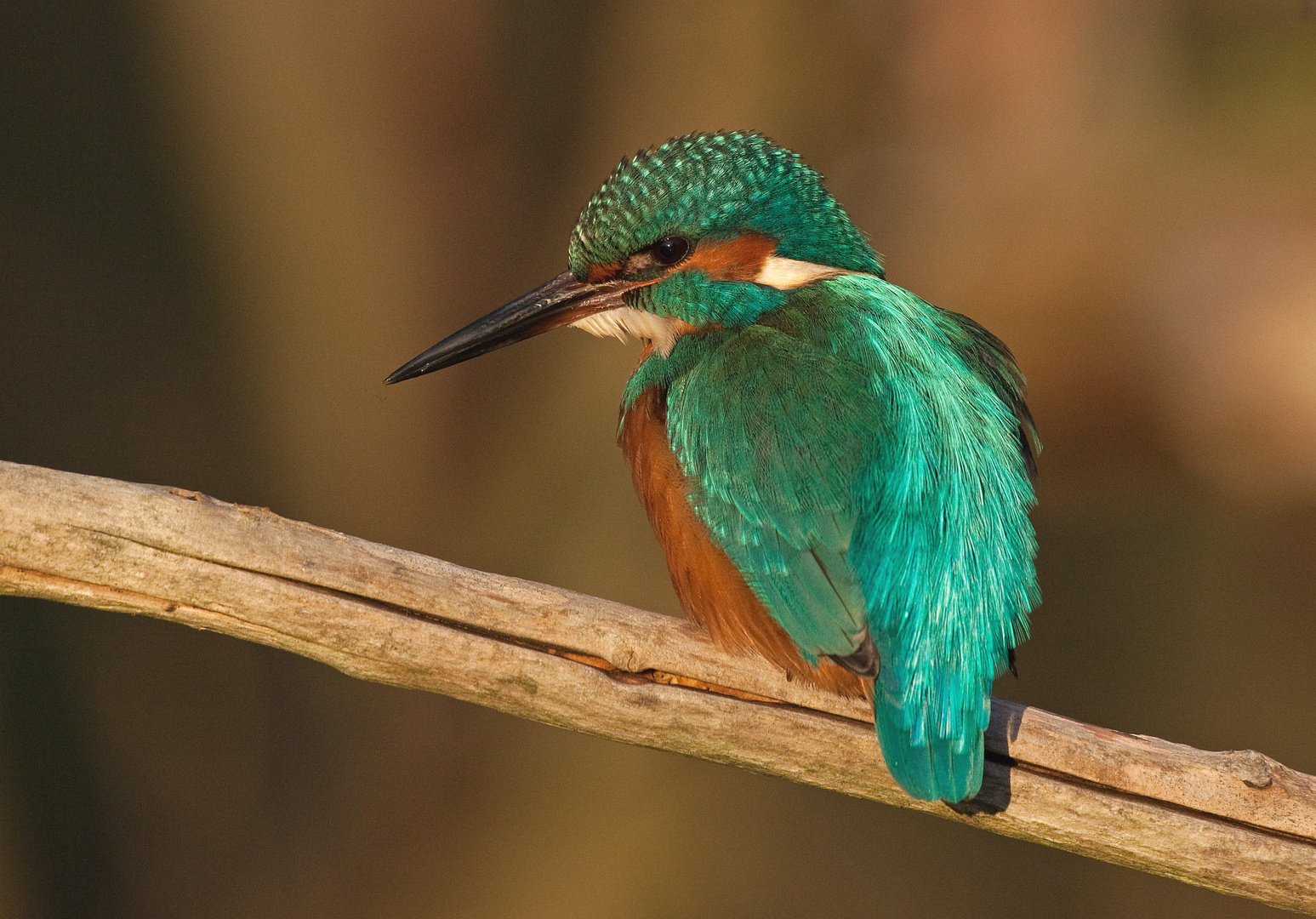 Eisvogel im Abendlicht