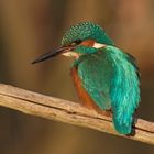 Eisvogel im Abendlicht