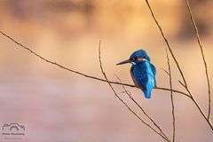 *** Eisvogel im Abendlicht *** 