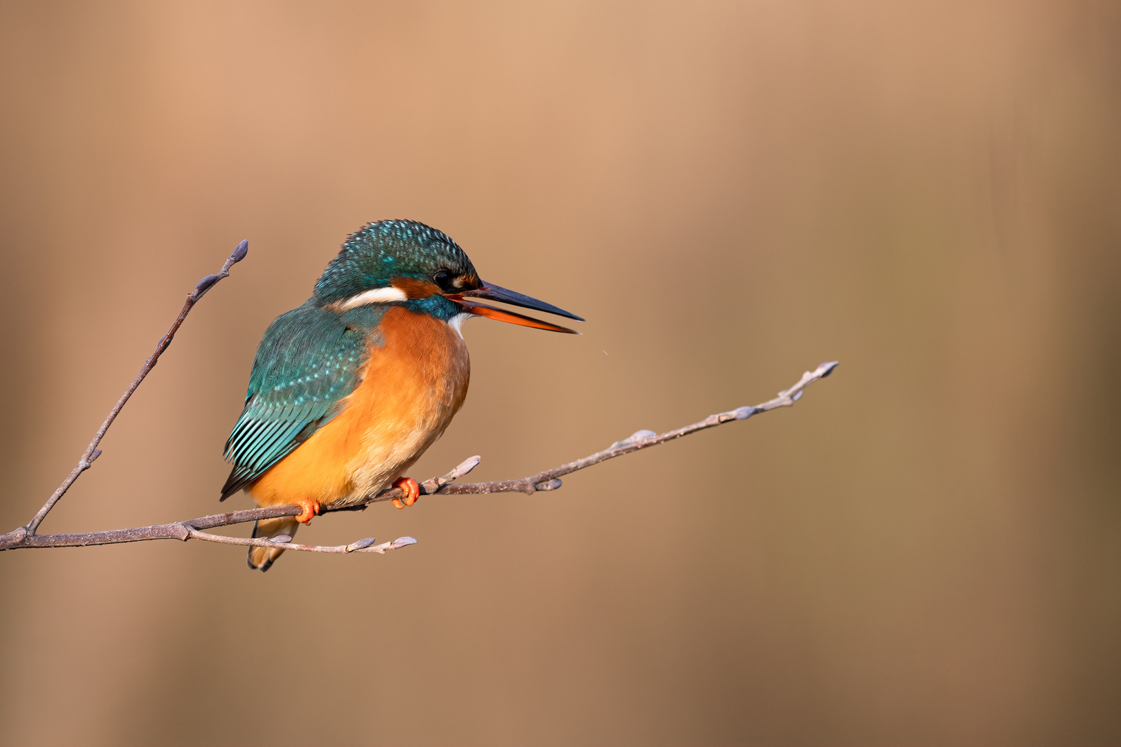 Eisvogel im Abendlicht