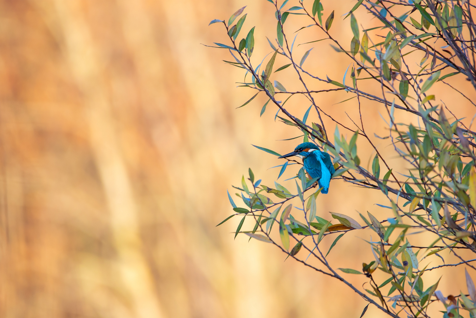 Eisvogel im Abendlicht