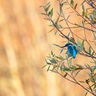 Eisvogel im Abendlicht