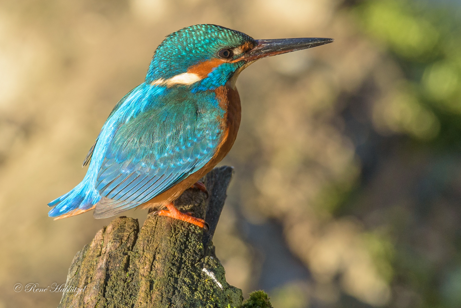 Eisvogel im Abendlicht