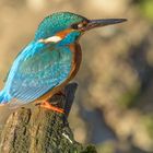 Eisvogel im Abendlicht