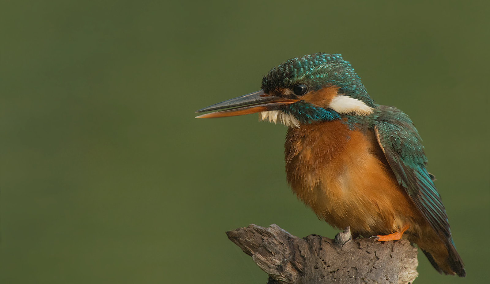 Eisvogel im Abendlicht