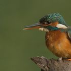 Eisvogel im Abendlicht