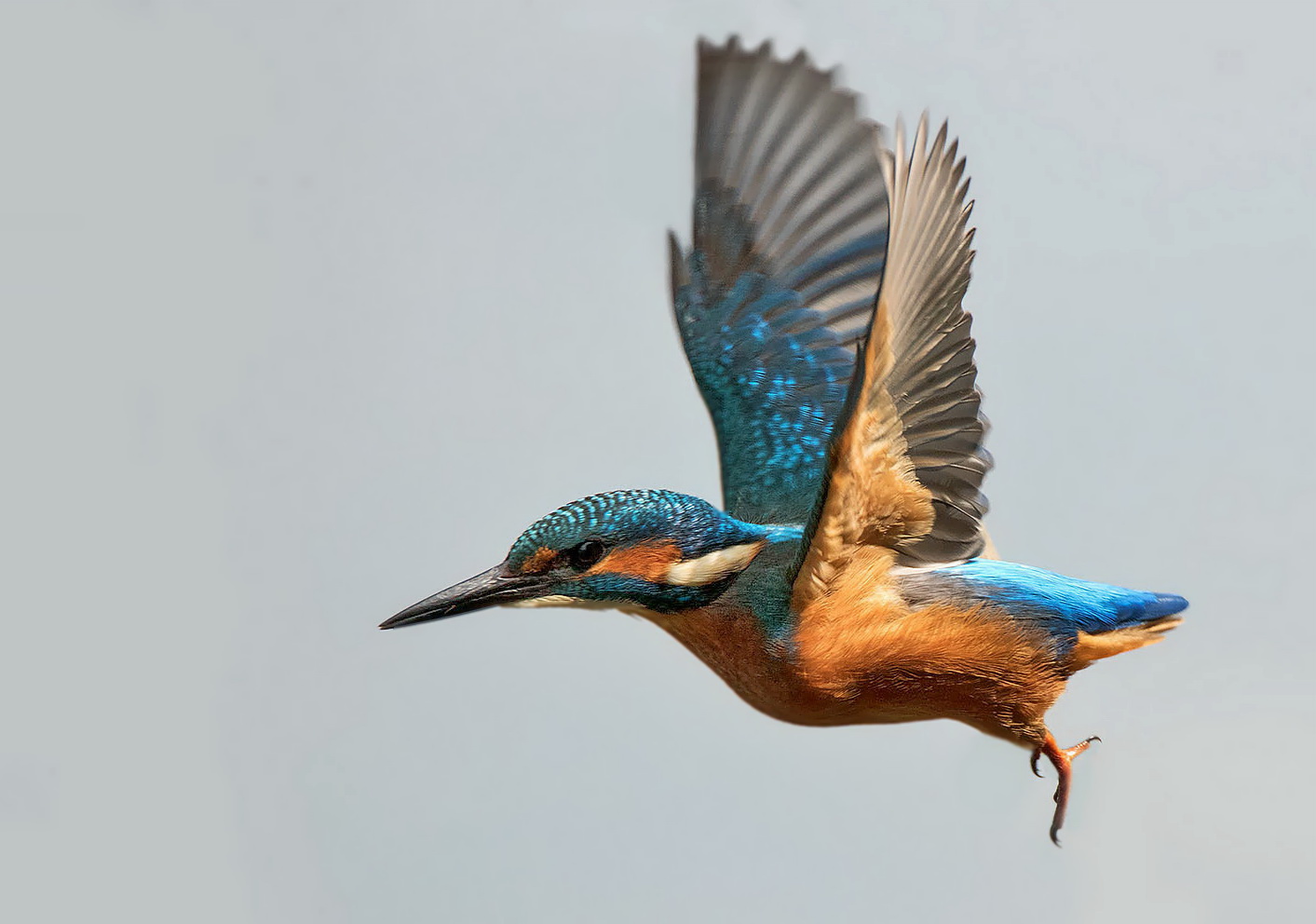 Eisvogel im Abflug 002a