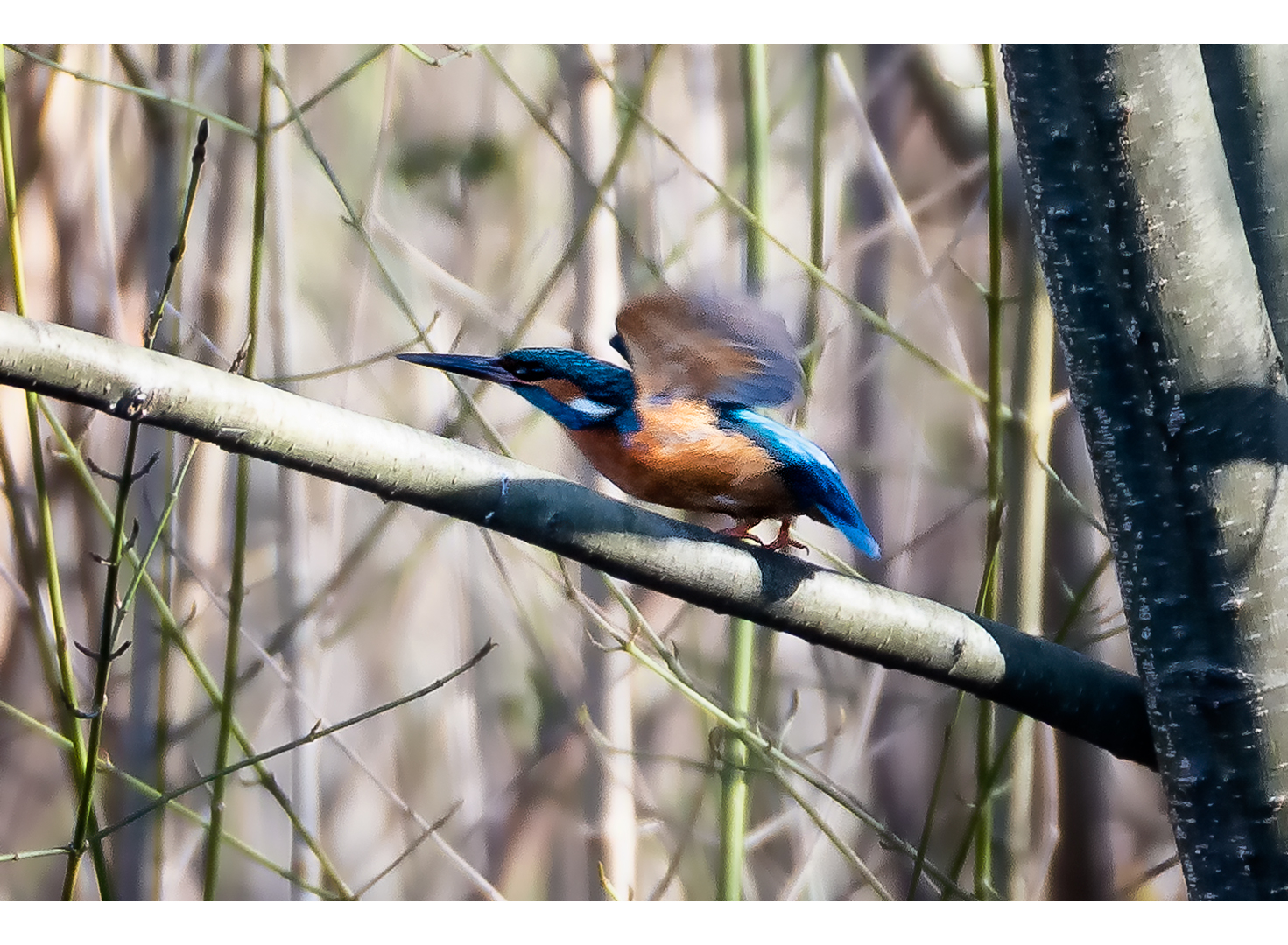 Eisvogel im Abflug