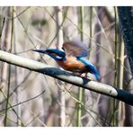 Eisvogel im Abflug