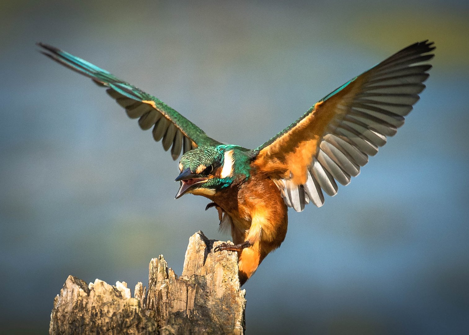 Eisvogel im Anflug