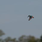 Eisvogel im Anflug