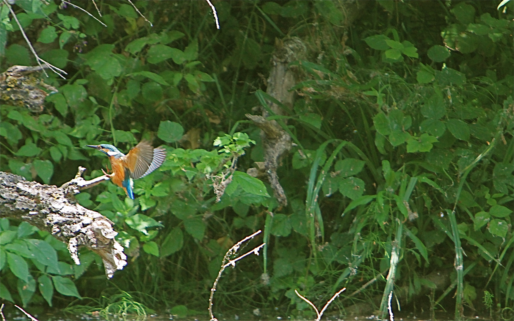 Eisvogel im Anflug