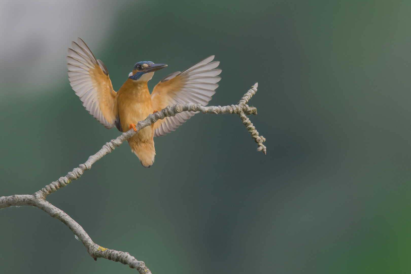 Eisvogel-im-Anflug