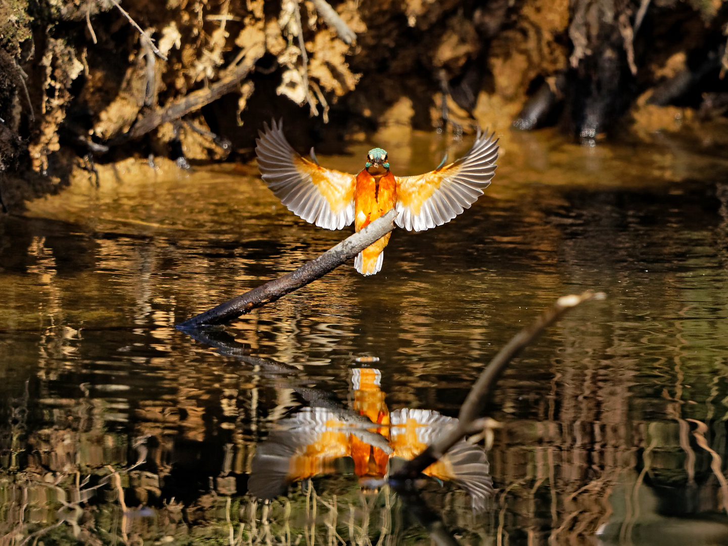 Eisvogel im Anflug