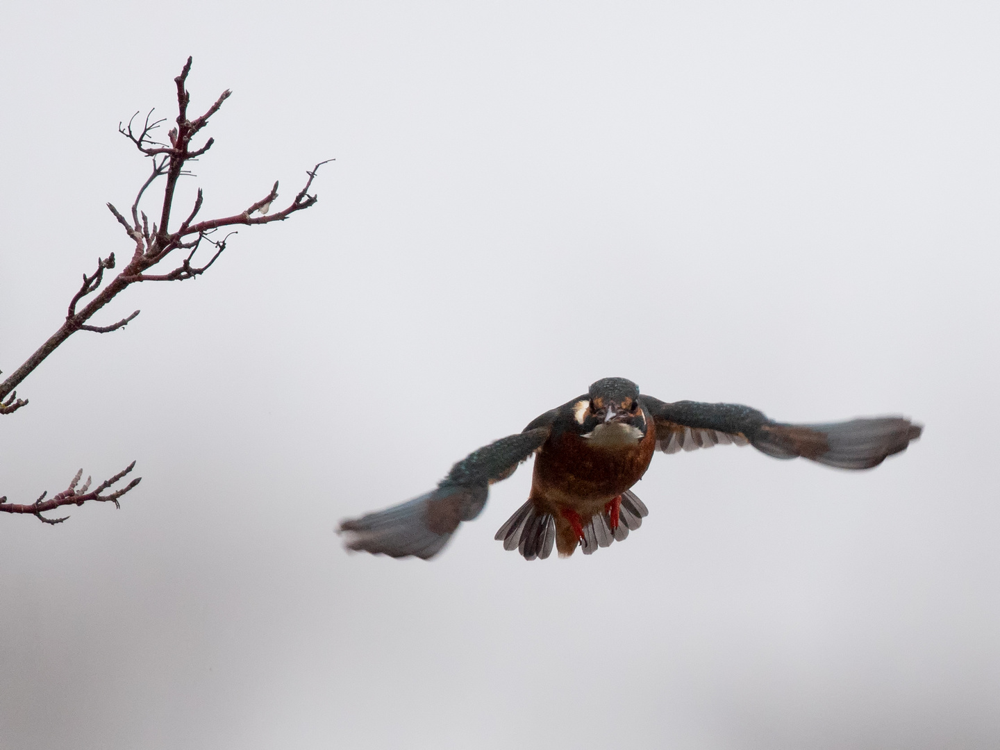 Eisvogel im Anflug