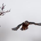 Eisvogel im Anflug