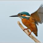 Eisvogel im Anflug