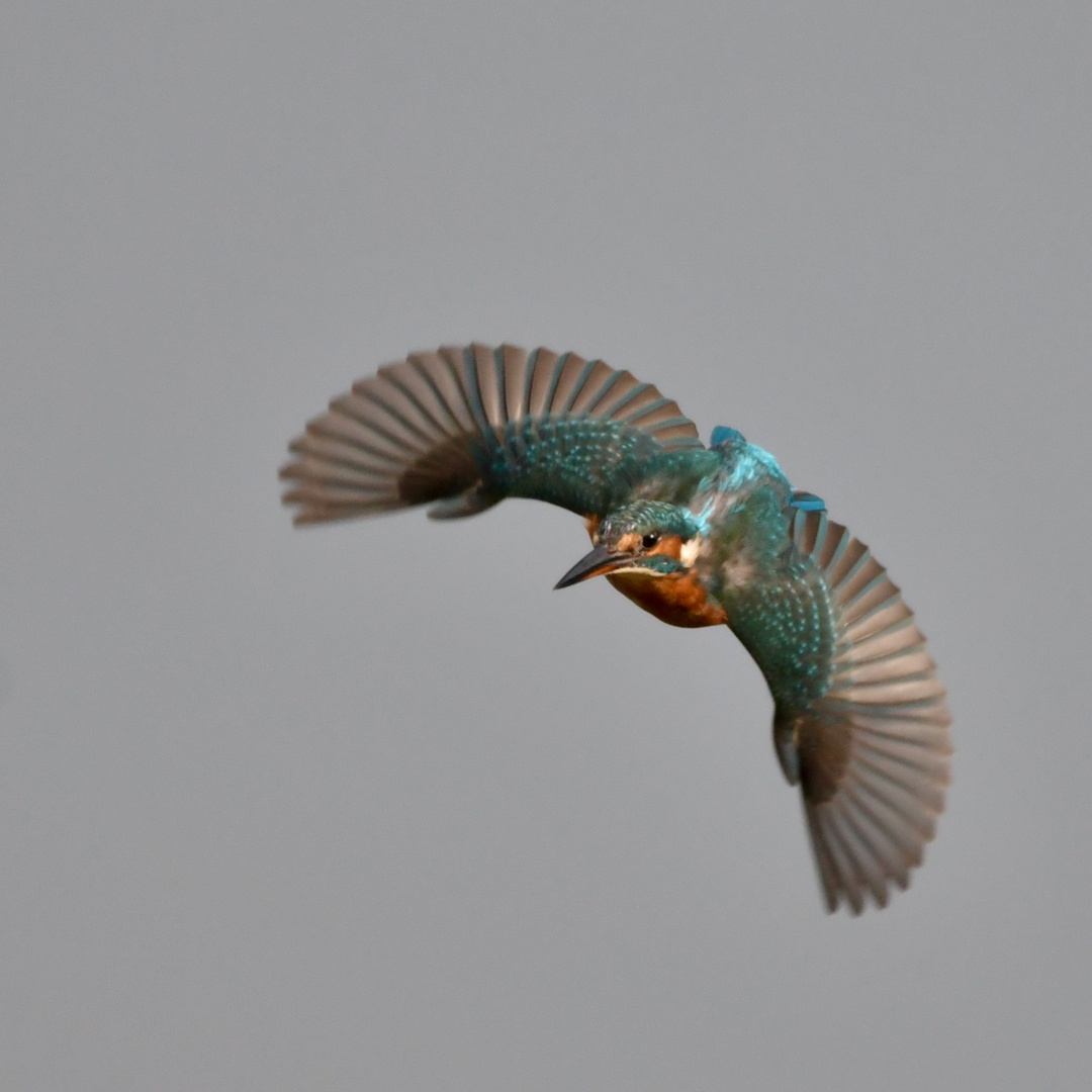 Eisvogel im Anflug