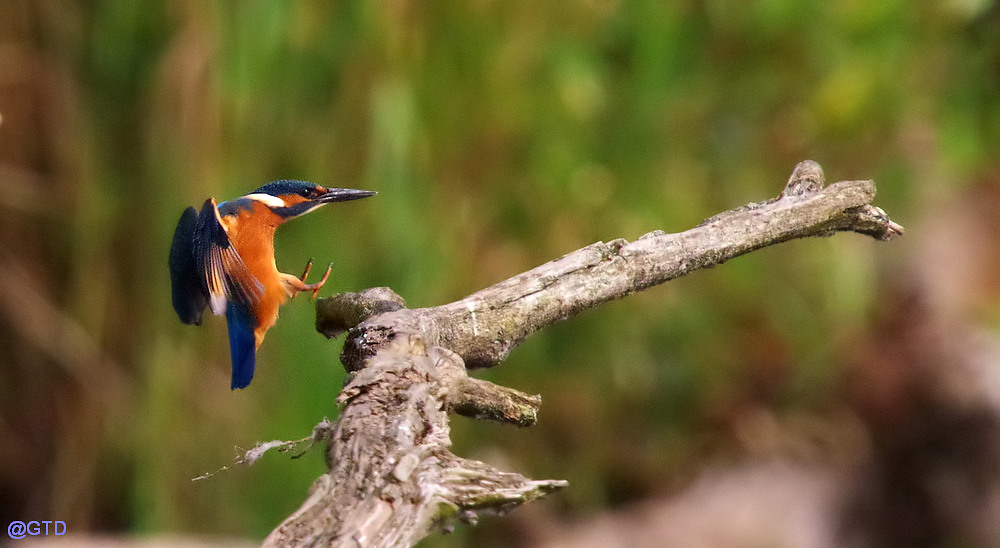 Eisvogel im Anflug auf seinen Ansitz