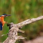 Eisvogel im Anflug auf seinen Ansitz