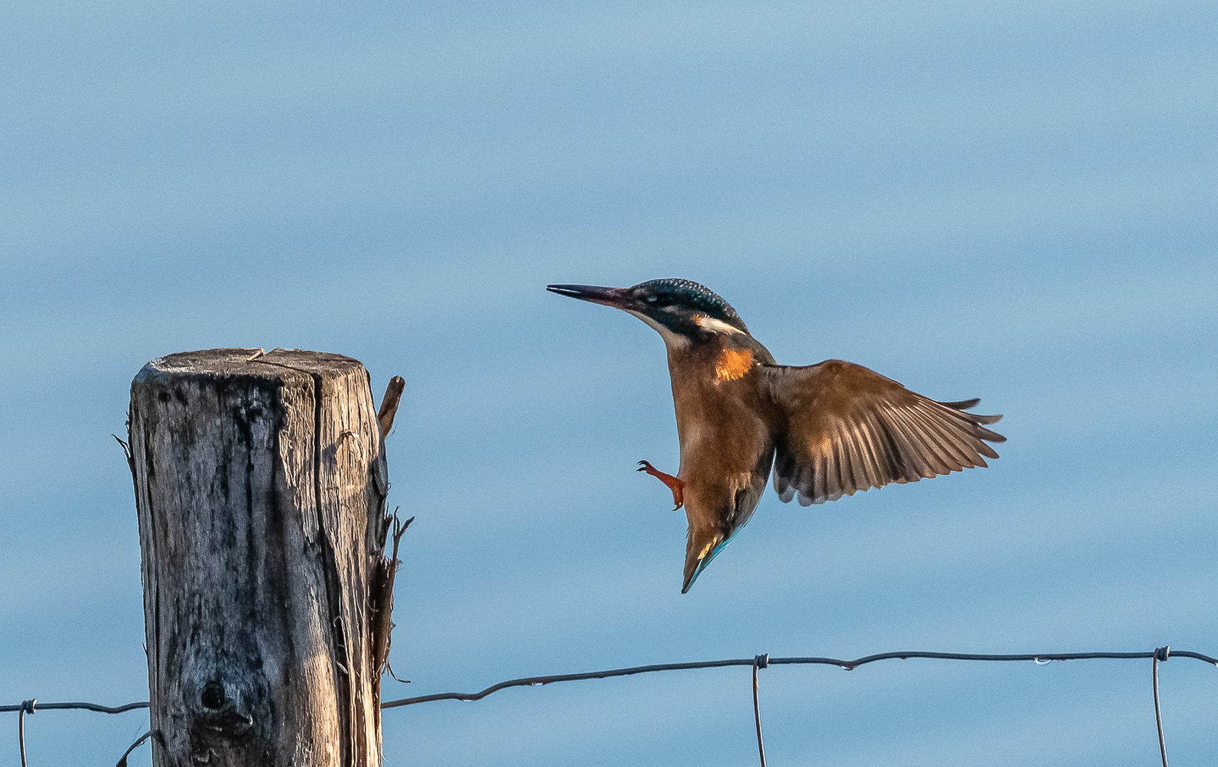 Eisvogel im Anflug auf seinen Ansitz